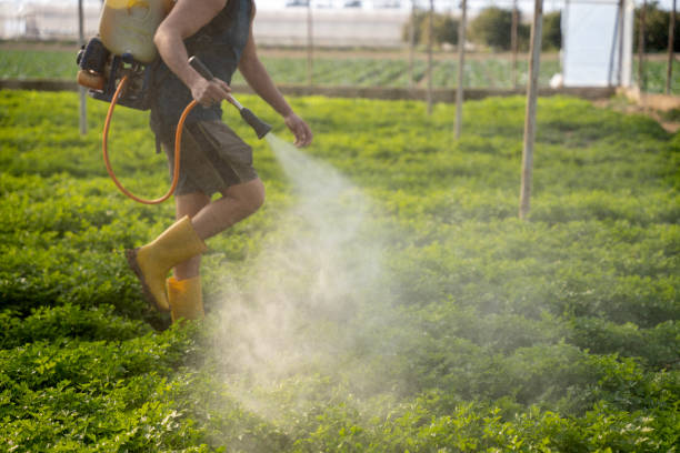 Best Wasp Removal Services  in Port Richey, FL
